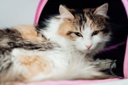 sick cat at vet clinic