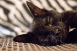 cat resting indoor closeup