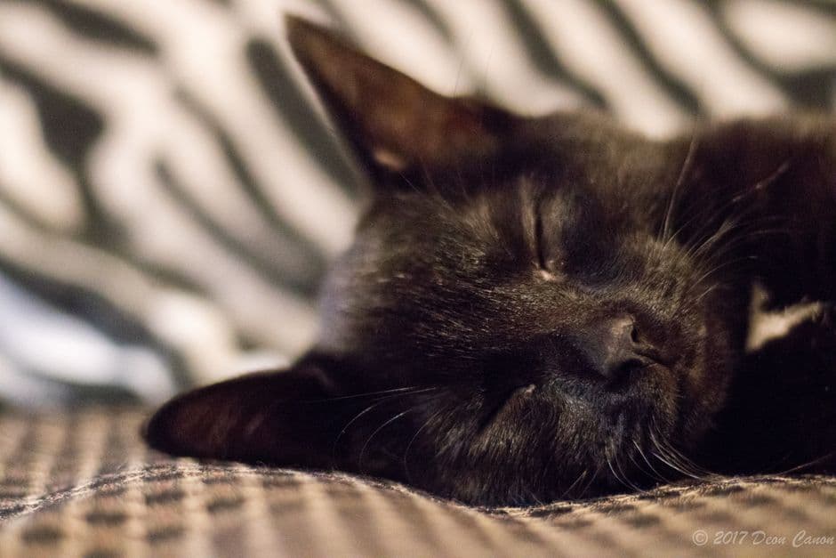 cat resting indoor closeup