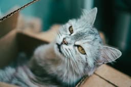 박스 안 화장실 근처에 앉아 있는 고양이