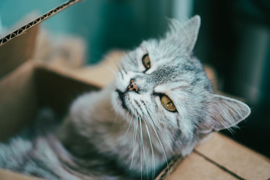 박스 안 화장실 근처에 앉아 있는 고양이