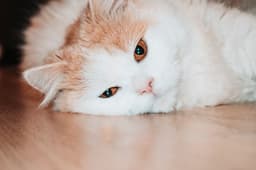 바닥에 엎드려 있는 고양이