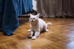 장난감 끈을 가지고 노는 고양이