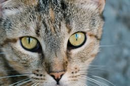 cat face large eyes