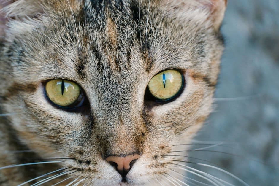 cat face large eyes