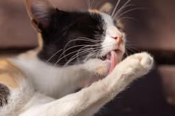 그루밍하며 발을 핥고 있는 고양이
