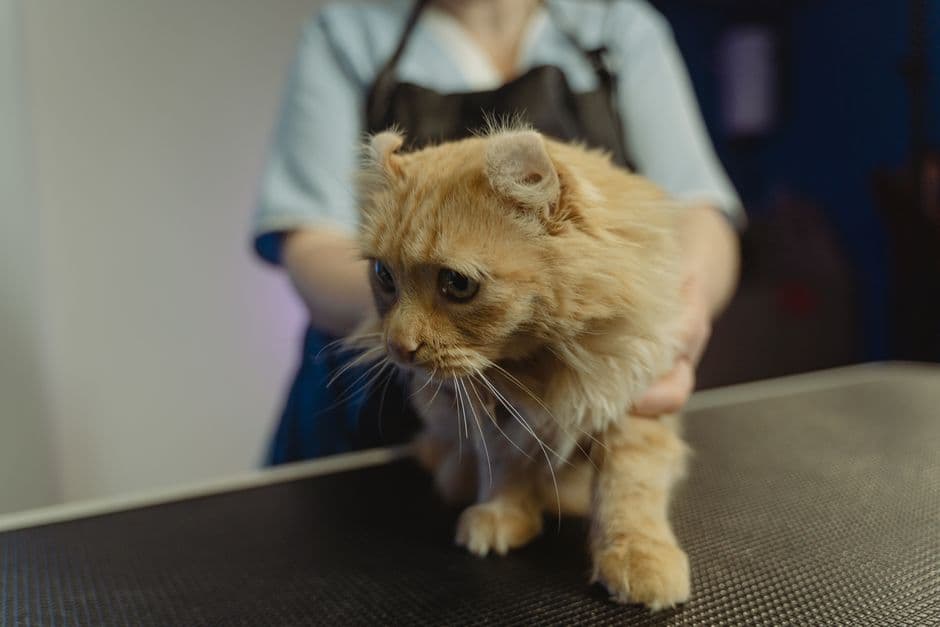 진료대 위에 있는 고양이