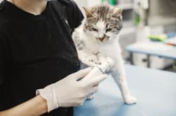 동물병원에서 진찰받는 흰 고양이