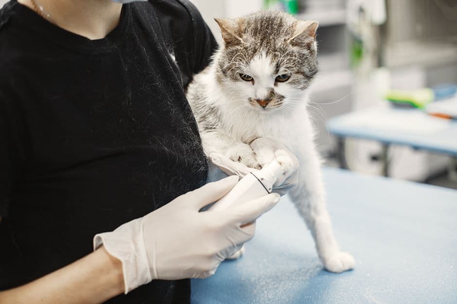 동물병원에서 진찰받는 흰 고양이