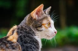 cat ear closeup