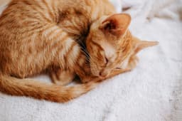 orange tabby cat resting curled up