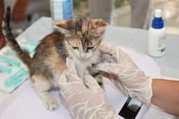 동물병원에서 진찰받는 새끼 고양이