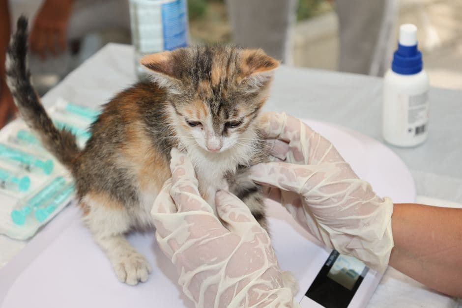동물병원에서 진찰받는 새끼 고양이