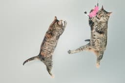 cat jumping on cat tree