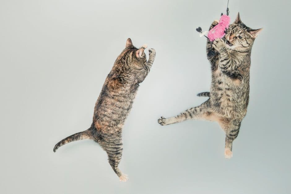 cat jumping on cat tree