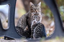 mother cat with kittens