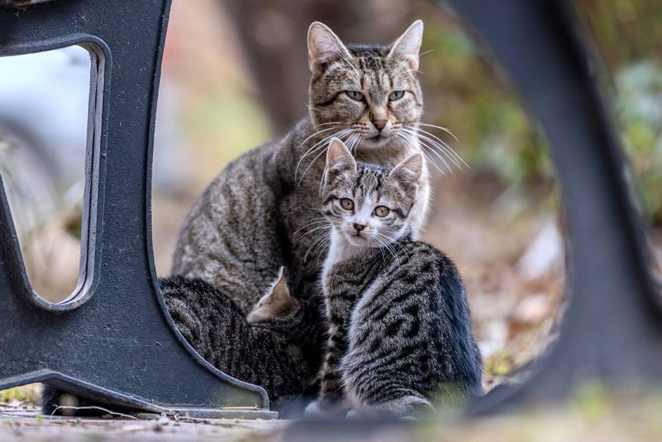 mother cat with kittens