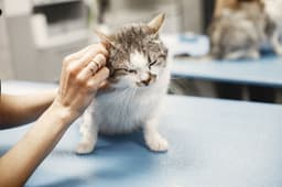 cat lying on vet exam table