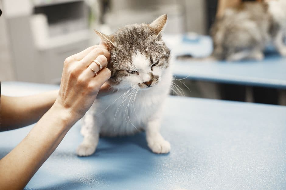 cat lying on vet exam table