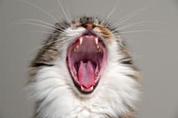 cat open mouth teeth checkup