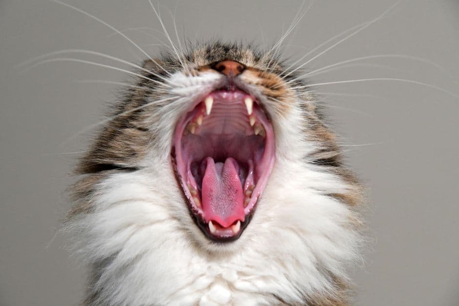 cat open mouth teeth checkup