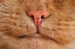 cat sneezing runny nose