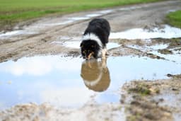 dog drinking water bowl outside