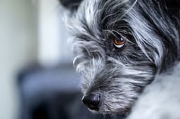 dog eye closeup