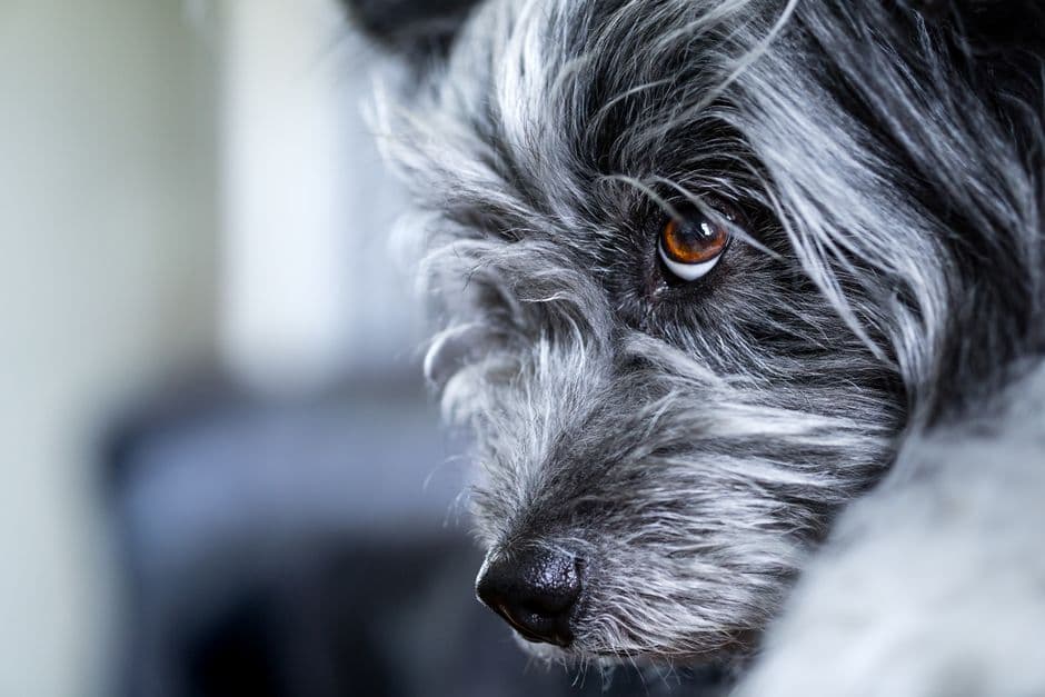 dog eye closeup