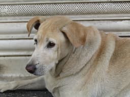 senior dog resting overweight