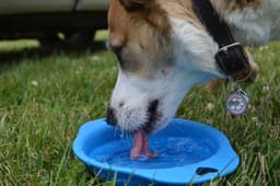 dog drinking water bowl