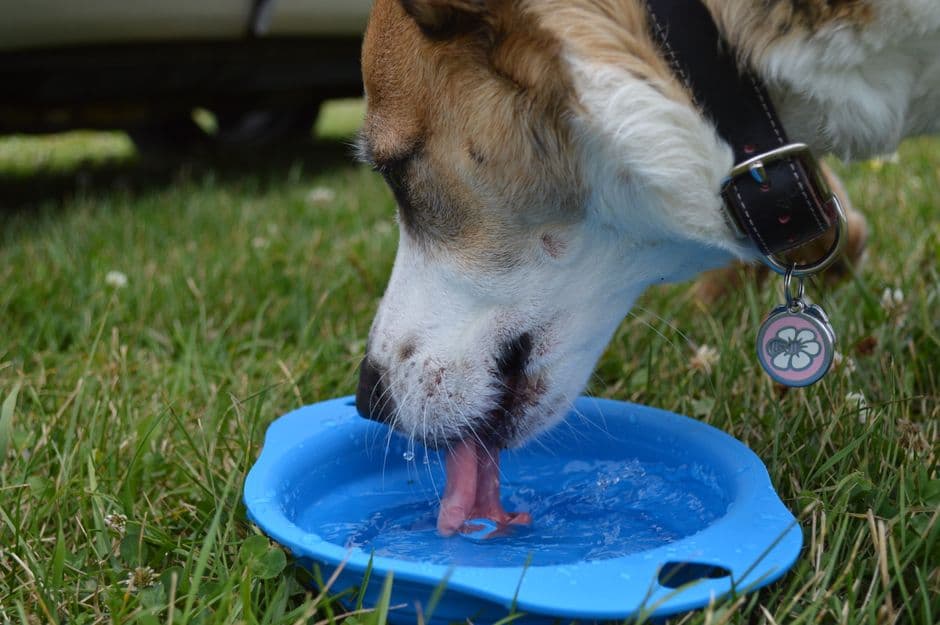 dog drinking water bowl