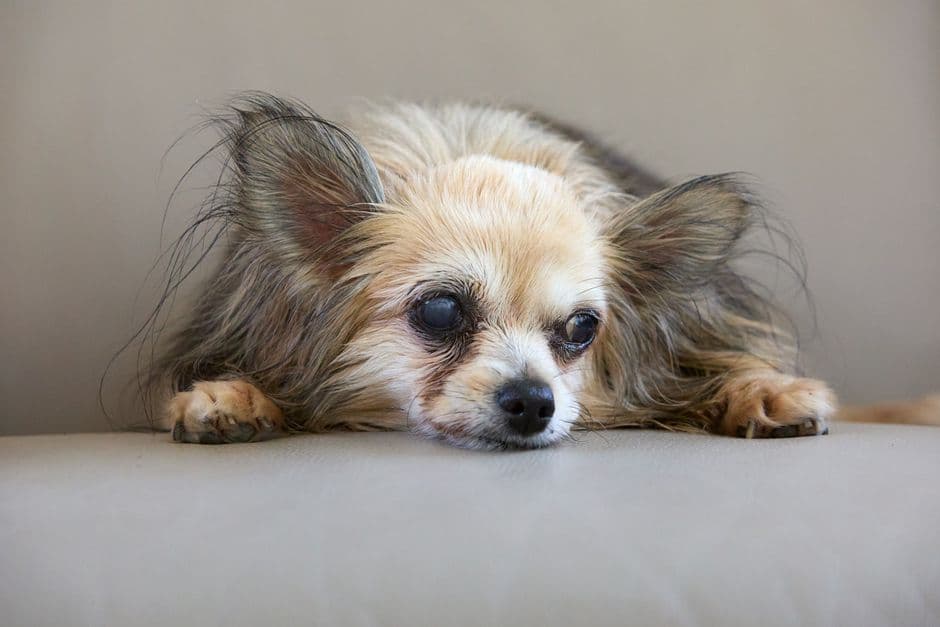 dog resting calm indoor