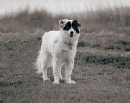 large dog standing outdoor legs