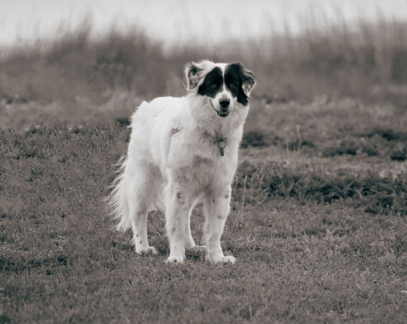 large dog standing outdoor legs
