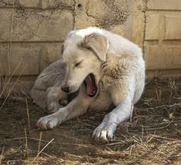 lethargic dog lying down