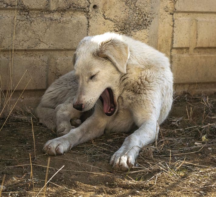 lethargic dog lying down