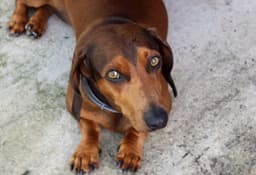 dachshund dog lying down