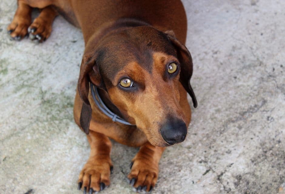dachshund dog lying down
