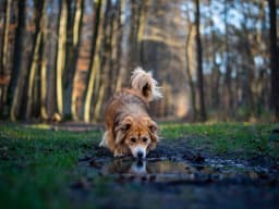 숲길 물웅덩이 근처를 걷는 강아지