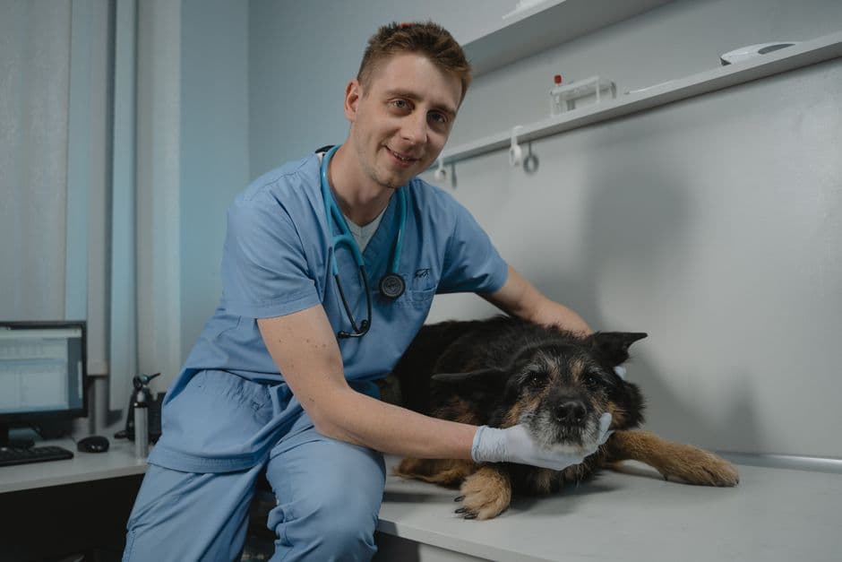sad dog lying down at vet clinic