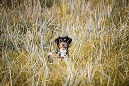 dog in tall grass