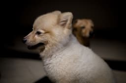 small dog pomeranian portrait