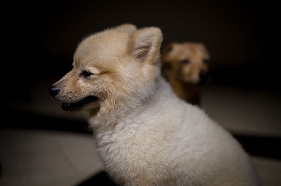 small dog pomeranian portrait