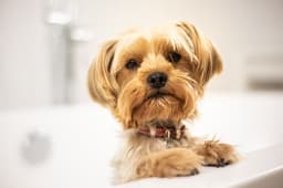 dog getting a bath