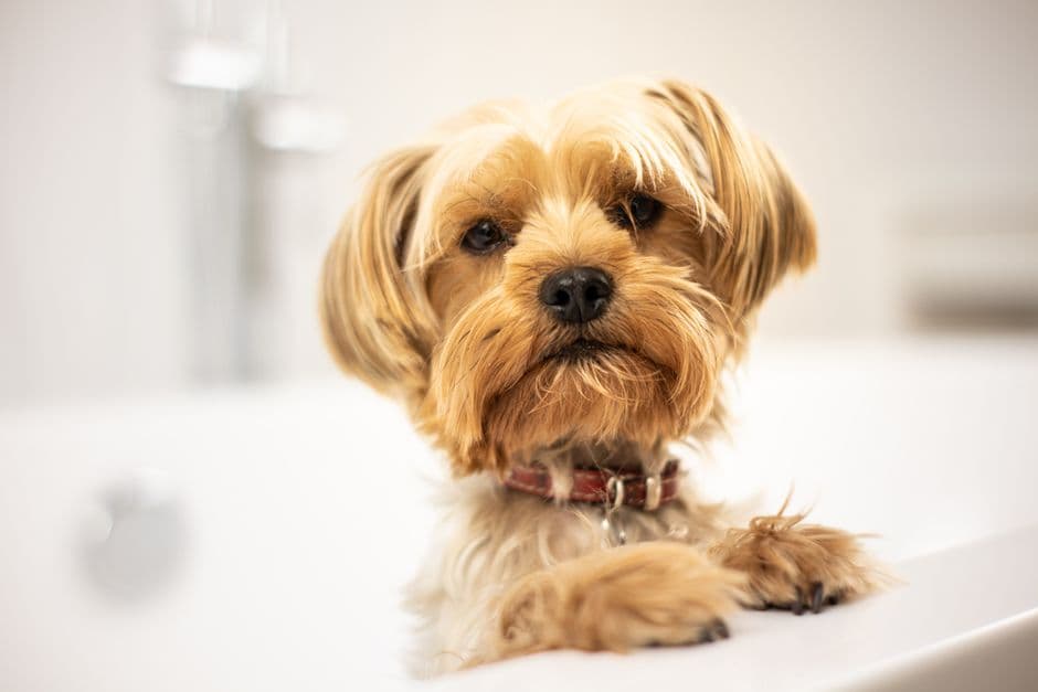 dog getting a bath