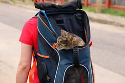배낭형 이동장에서 얼굴을 내민 고양이