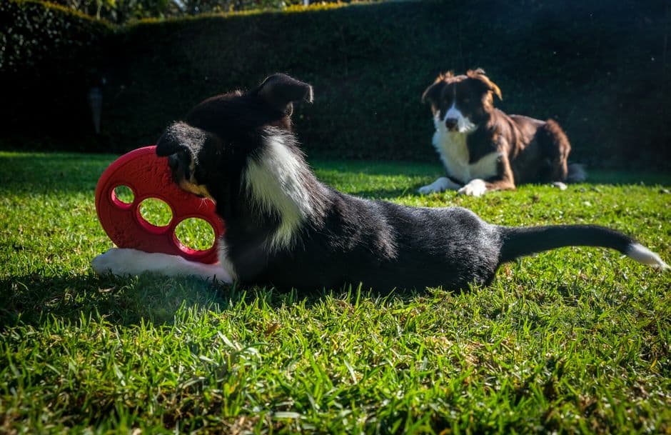 dog puzzle toy enrichment