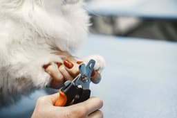 trimming dog nails