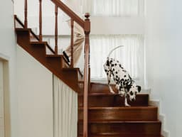 senior dog walking stairs